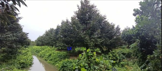 🔰 Bán vườn sầu riêng: 25.000m²(117m x 210m, đất lúa) 🔰 Đường đá xe ba gác, xã Phú Đức - 2