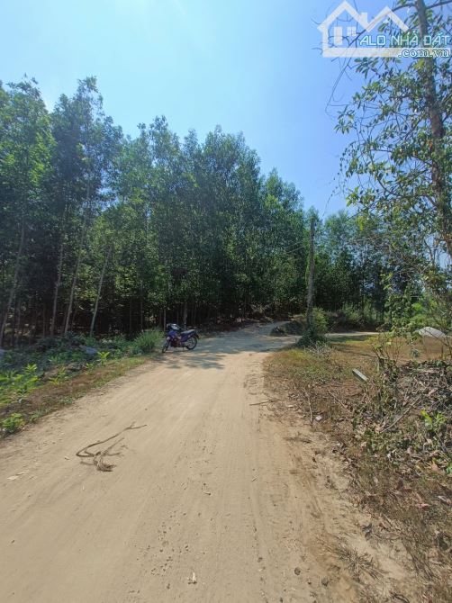 Bán Đất Vườn ( Quy Hoạch Thổ Cư ) Khánh Đông, Khánh Vĩnh, Khánh Hòa - 2