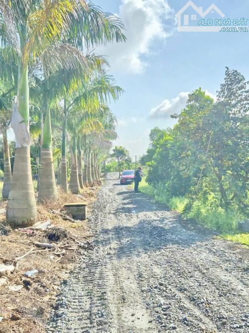 974m2 Nhựt Chánh Bến Lức đường 4m xe tải chạy giá 2tỷ7 - 2