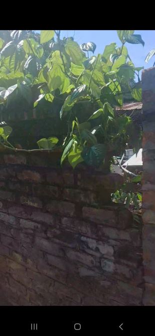 Bán đất lạc thi-ngọc hồi giá chỉ hơn 5ty diện tích 50m - 3