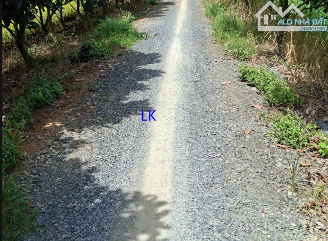 🔥 BÁN VƯỜN SẦU RIÊNG: 11.400m² (62m x 184m, đất lúa) 🔰 Đường đá, xã Trường Xuân - 3