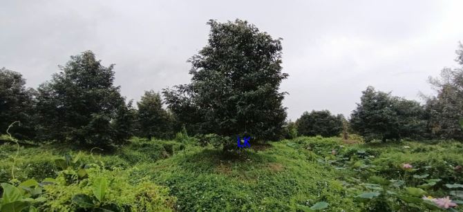 🔰 Bán vườn sầu riêng: 25.000m²(117m x 210m, đất lúa) 🔰 Đường đá xe ba gác, xã Phú Đức - 3