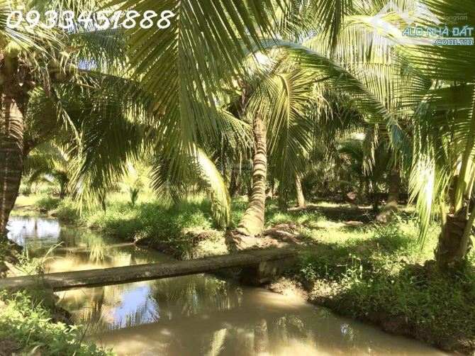 Nhà vườn dừa cây ăn trái với gara nhà kho và 2 mặt tiền - 3