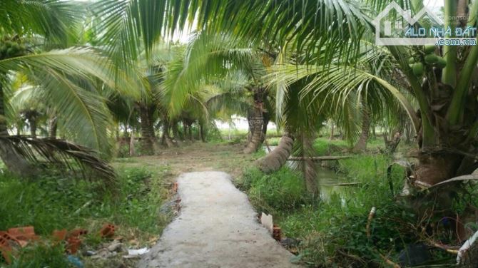 Nhà vườn dừa cây ăn trái với gara nhà kho và 2 mặt tiền - 4