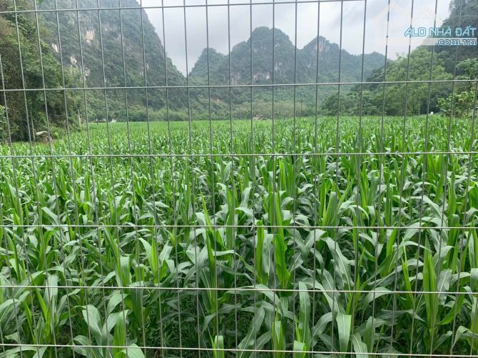 Bán đất Nghỉ dưỡng Chợ Bến, Lương Sơn. Dt 2.300m2, đã sẵn nhà vườn ao chuồng. Giá bán 5.2ỷ - 4
