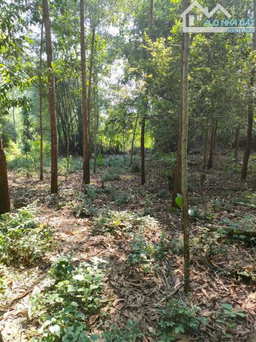 BÁN LÔ ĐẤT BÁM SUỐI VIEW ĐẸP CHỈ 1.X TỶ TẠI KIM BÔI HÒA BÌNH - 4