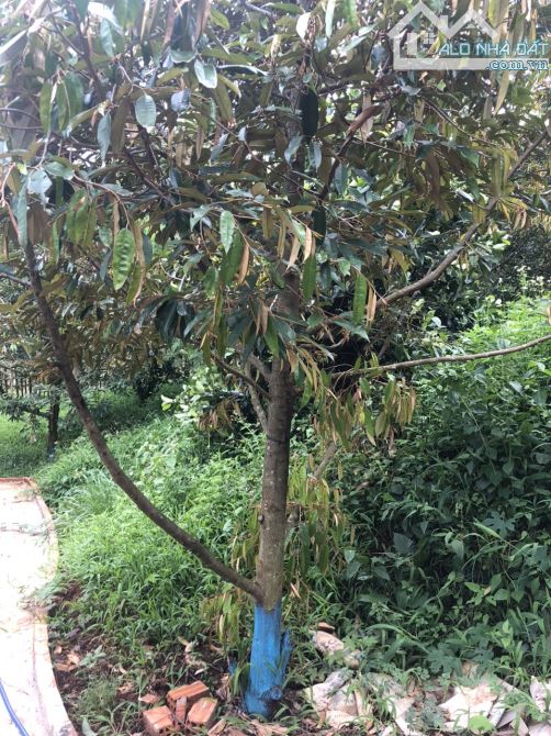 BÁN 2 SÀO ĐẤT NGHĨ DƯỠNG VIEW HỒ ĐẠT LÝ, P. TÂN AN, TP. BUÔN MA THUỘT - GIÁ: 3 TỶ 890 TRIỆ - 5