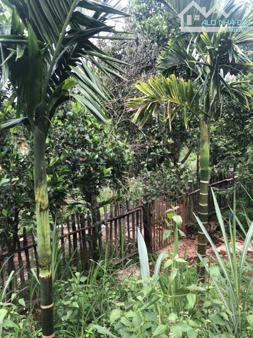BÁN 2 SÀO ĐẤT NGHĨ DƯỠNG VIEW HỒ ĐẠT LÝ, P. TÂN AN, TP. BUÔN MA THUỘT - GIÁ: 3 TỶ 890 TRIỆ - 6