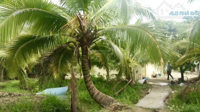 Nhà vườn dừa cây ăn trái với gara nhà kho và 2 mặt tiền - 7