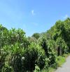 VƯỜN NHÃN THỊ TRẤN PHƯỚC HẢI - LONG ĐẤT - BRVT; view núi Minh Đạm và gần Hồ Sở Bông  🌈🌈