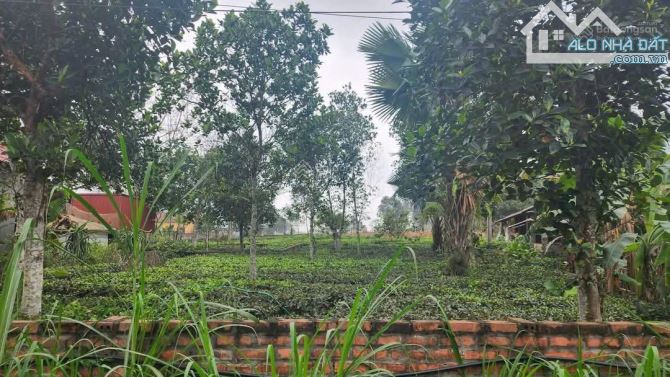 CHÍNH CHỦ BÁN GẤP MẢNH ĐẤT LO VIỆC: 619,7m² NỞ HẬU, SẴN SỔ ĐỎ, TẠI THANH THỦY.