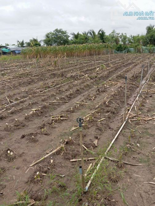 B.á.n (10x50) đất nền đẹp , ôtô kênh Trần Văn Dõng – Chợ Tân Điền, Gò Công Đông, TG cũ - 1