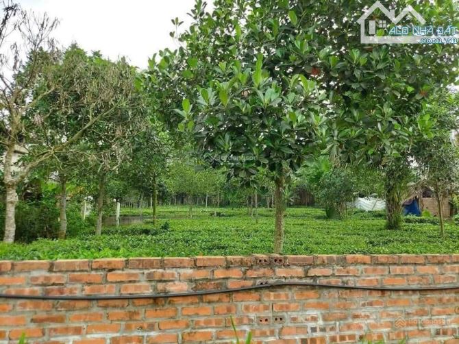 CHÍNH CHỦ BÁN GẤP MẢNH ĐẤT LO VIỆC: 619,7m² NỞ HẬU, SẴN SỔ ĐỎ, TẠI THANH THỦY. - 1