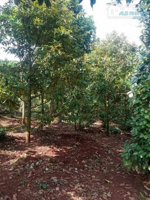 CẦN BÁN NHANH LÔ ĐẤT SÀO THÔN 1 ĐẠT LÝ - PHƯỜNG TÂN AN MỚI - 1
