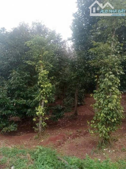 CẦN BÁN NHANH LÔ ĐẤT SÀO THÔN 1 ĐẠT LÝ - PHƯỜNG TÂN AN MỚI - 2