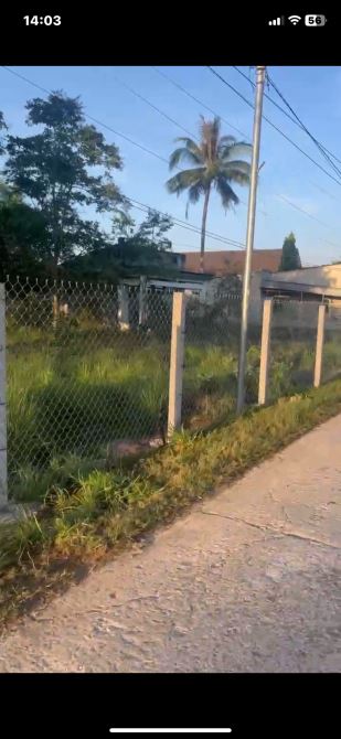 Cho thuê đất ở 300m2 và đất trồng cây 1945m2 đất trồng cây - 3