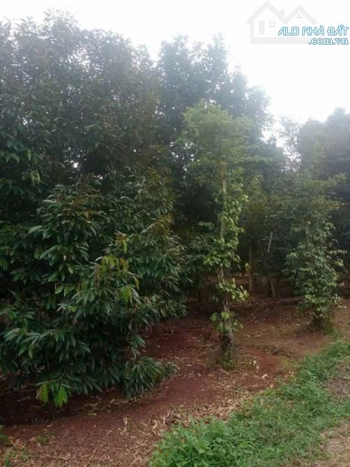 CẦN BÁN NHANH LÔ ĐẤT SÀO THÔN 1 ĐẠT LÝ - PHƯỜNG TÂN AN MỚI - 3