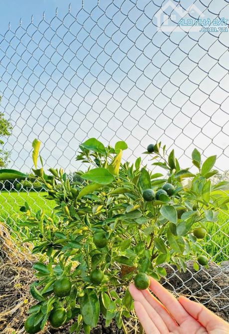 ĐẤT VƯỜN SIÊU RẺ -  XÃ ĐẤT ĐỎ - TP HCM; Ngay quốc lộ 55 vô 1km 🌈DT 845m2 - sẵn 80m thổ cư - 4