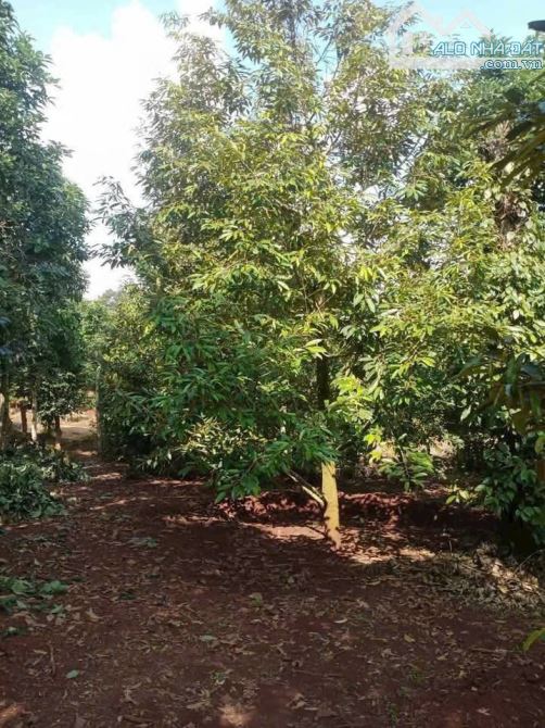 CẦN BÁN NHANH LÔ ĐẤT SÀO THÔN 1 ĐẠT LÝ - PHƯỜNG TÂN AN MỚI - 5