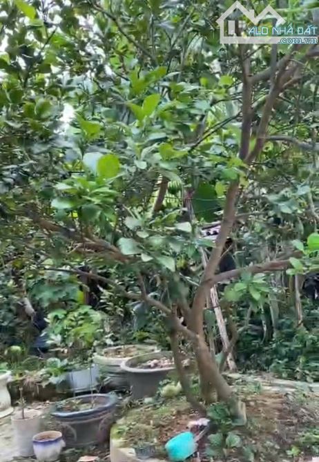 CHO THUÊ NHÀ KIỆT OTO CHI LĂNG, TP HUẾ - 7