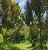 🏡Bán đất vườn trái cây Nguyễn Văn Cừ phường 1 Bảo Lộc_Sẵn thổ cư