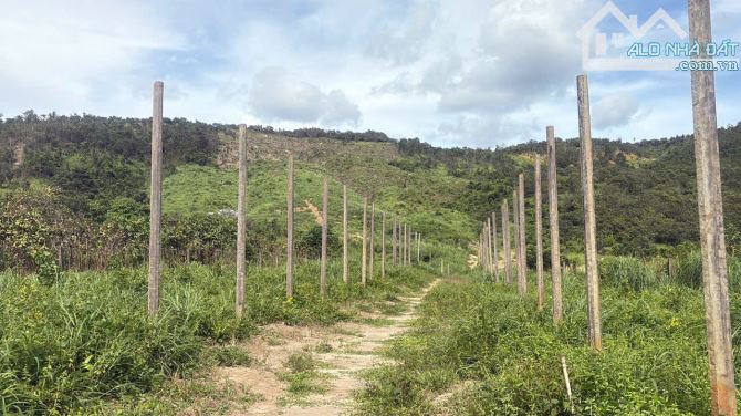 💥 Sang 2,1ha đất trống đất đồi núi cây lâu năm