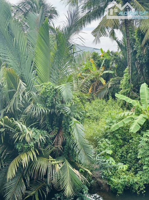 12 CÔNG ĐẤT TRỒNG DỪA ( HOÀ LỢI - TRÀ VINH )