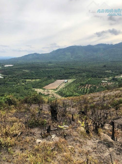 💥 Sang 2,1ha đất trống đất đồi núi cây lâu năm - 1