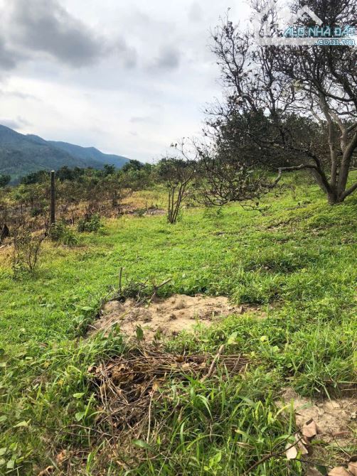 💥 Sang 2,1ha đất trống đất đồi núi cây lâu năm - 2
