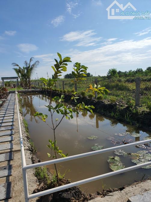 Bỏ phố về vườn, 455,4m2, SHR, Phước Thạnh, Giá 1 tỷ 250. - 9