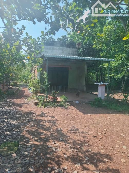 🔥 Bán đất vườn 3.500m² có 300m² thổ cư, nhà vườn trái cây, mặt tiền bê tông gần QL13 chỉ