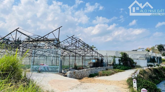 Bán lô đất 500m - đang làm vườn dâu công nghệ cao tại P3-Đà Lạt - giá tốt 9ty8 - 1