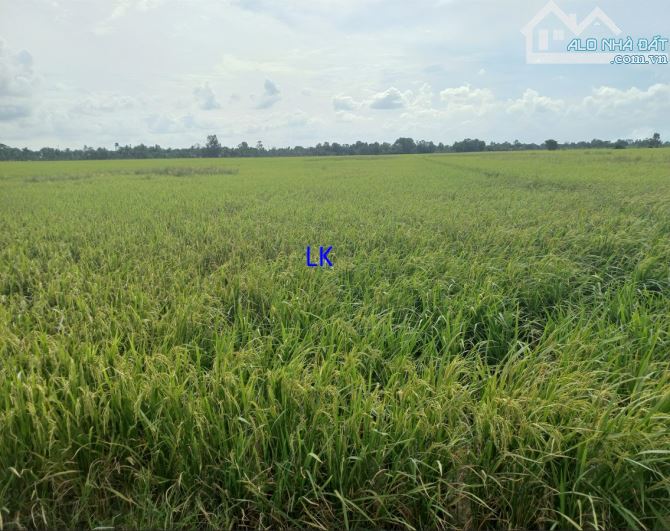 🔰 Bán đất lúa: 32.000m²(Mặt tiền 80m) 🔰 Đường đá xe ba gác, xã Tân Hội Trung - 1