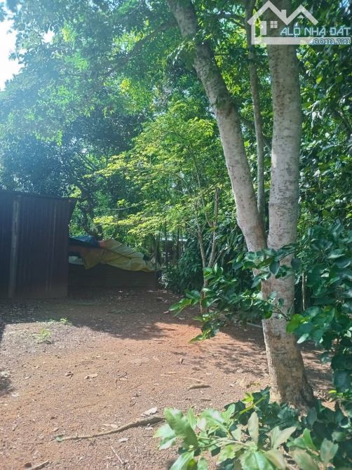 🔥 Bán đất vườn 3.500m² có 300m² thổ cư, nhà vườn trái cây, mặt tiền bê tông gần QL13 chỉ - 1