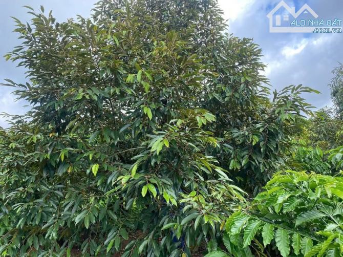 Bán đất sầu riêng , cà phê tại Đak lak - 1