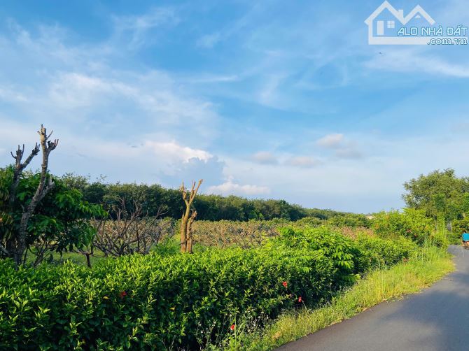 VƯỜN NHÃN CỰC ĐẸP, SẴN THỔ CƯ, GẦN TỈNH LỘ, LIỀN KỀ CAO TỐC LONG THÀNH - BIỂN HỒ TRÀM - 1