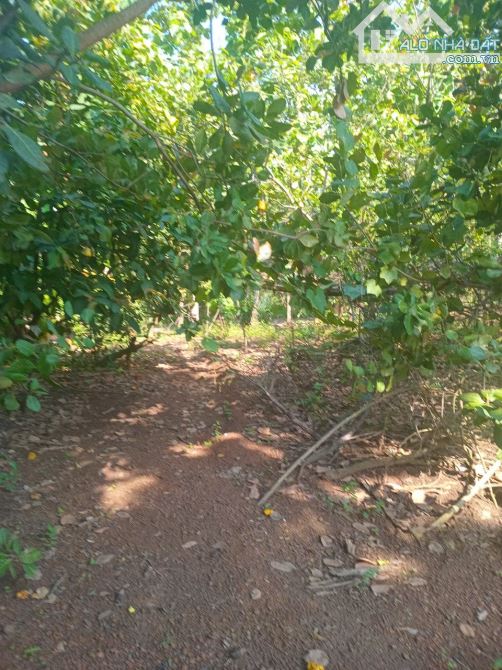 🔥 Bán đất vườn 3.500m² có 300m² thổ cư, nhà vườn trái cây, mặt tiền bê tông gần QL13 chỉ - 2
