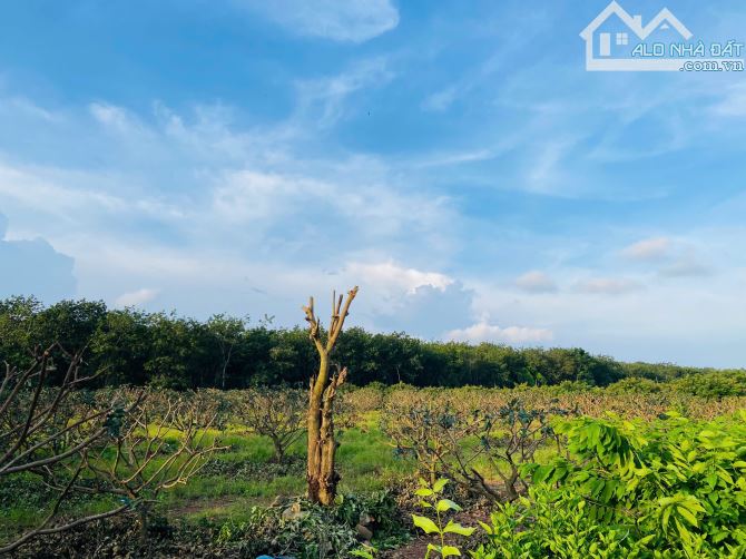 VƯỜN NHÃN CỰC ĐẸP, SẴN THỔ CƯ, GẦN TỈNH LỘ, LIỀN KỀ CAO TỐC LONG THÀNH - BIỂN HỒ TRÀM - 2