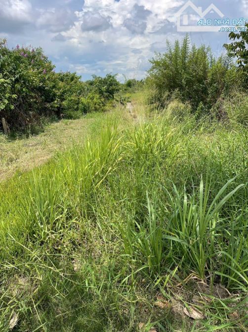 ✅ Bán 1000m2 đất lúa đường 5m thuộc Ấp 3 , Hoà Phú , Châu Thành _ DT: 12.8 x 84m2 - 3