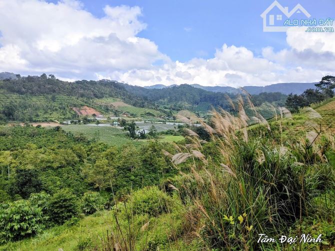 Bán nhanh 2.5ha đất bám suối xã Tà Năng,Lâm Đồng giá rẻ chỉ 100 triệu/sào thương lượng - 3