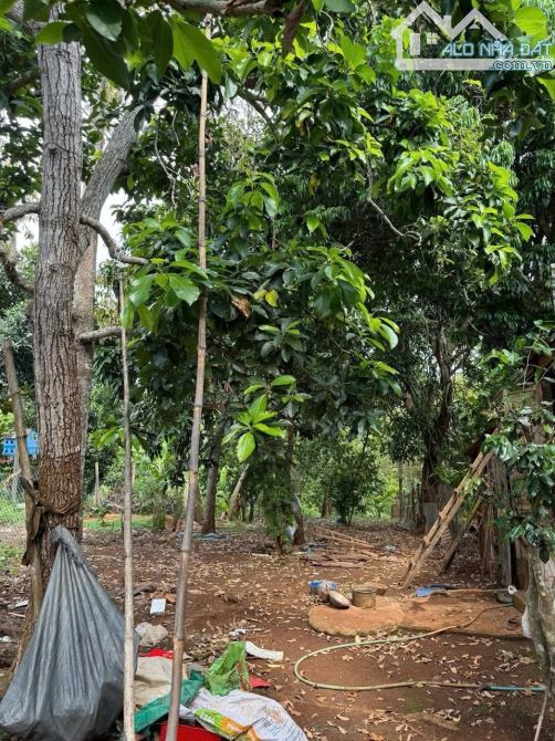 CẦN BÁN LÔ ĐẤT MẶT TIỀN DÃ TƯỢNG . P. TÂN AN, BUÔN MA THUỘT GIÁ CHỈ 3ty 980 - 4