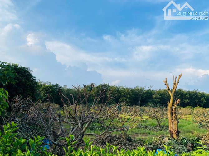 VƯỜN NHÃN CỰC ĐẸP, SẴN THỔ CƯ, GẦN TỈNH LỘ, LIỀN KỀ CAO TỐC LONG THÀNH - BIỂN HỒ TRÀM - 4