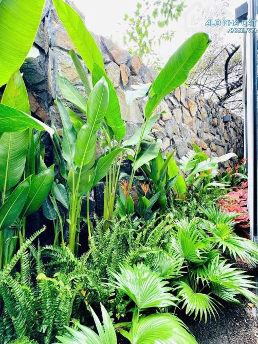 Bán Nhà 2 Tầng Sân Vườn trung tâm Đà Nẵng gần chợ Cồn - 5