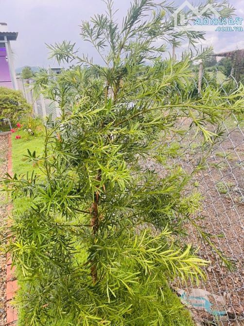 Nhà vườn Đẹp giá Rẻ - Diên Đồng - Diên Khánh - Khánh Hòa - 6