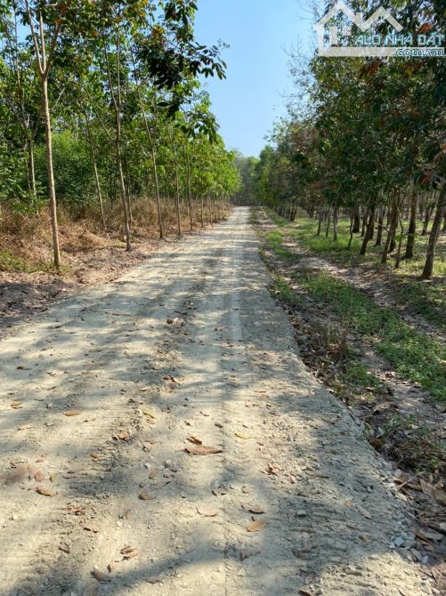DUY NHẤT 800 TRIỆU SỞ HỮU HƠN 1.000m2 SỔ HỒNG TẠI LONG TÂN, DẦU TIẾNG - SÁT KHU CÔNG NGHIỆ