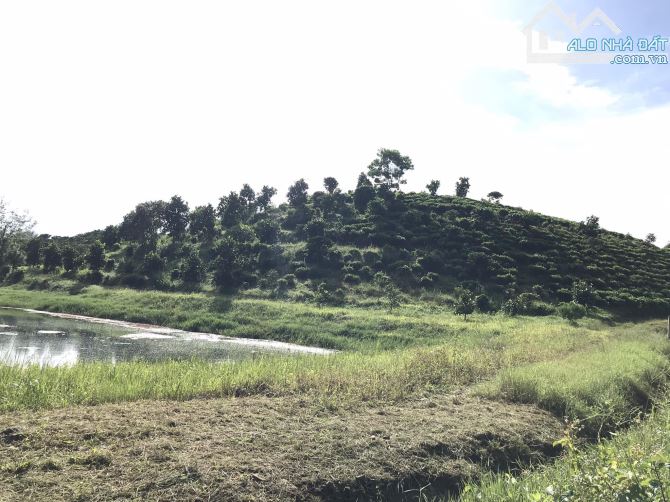7 sào Bảo Lộc, có ao, view đẹp, nguyên quả đồi riêng