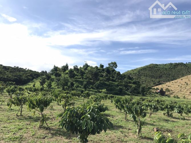 7 sào Bảo Lộc, có ao, view đẹp, nguyên quả đồi riêng - 1