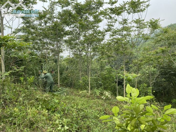 💥 BÁN ĐẤT TRỒNG CÂY XÃ PHÚ MINH, KỲ SƠN, TP. HÒA BÌNH - 3