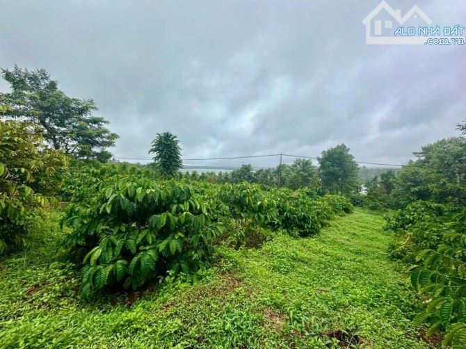BÁN ĐẤT SÀO XÃ QUẢNG TIẾN HUYỆN CƯ MGAR - 2