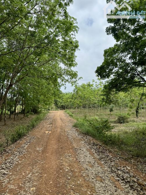 2.3ha Đồng Tâm có 310m mặt tiền giá 3.6 tỉ - 2